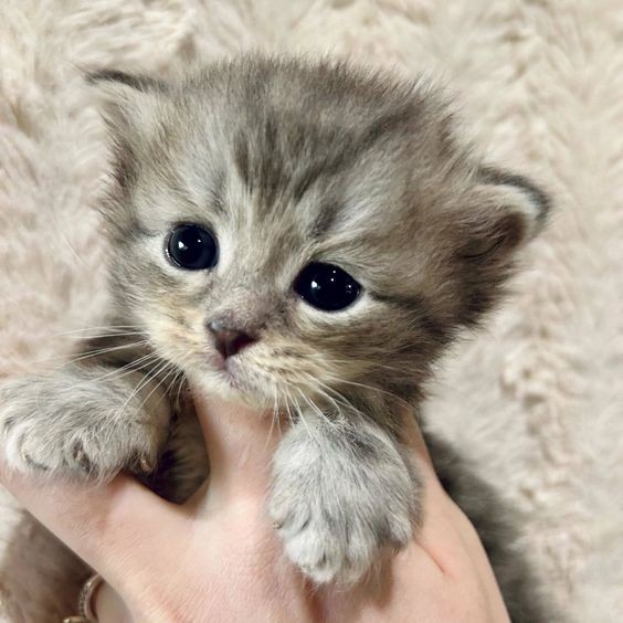 Create meme: kittens for nothing, cat kitten, cute cats 