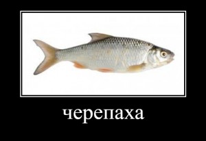 Create meme: the fish, roach fish on white background, fish roach