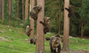 Создать мем: мишки в сосновом бору, лес медведь, медведь на дереве