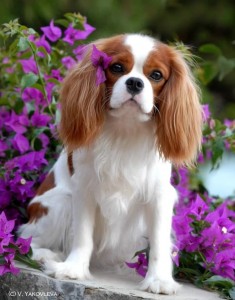 Create meme: king Charles Spaniel, the cavalier king Charles Spaniel