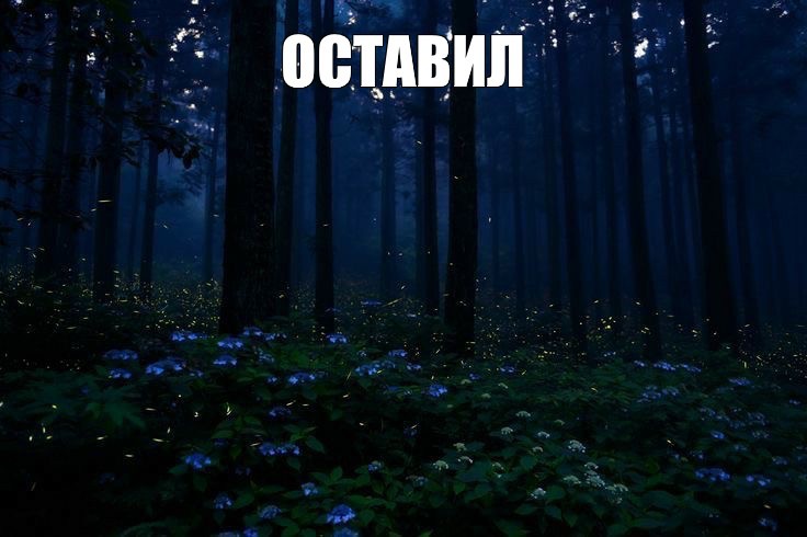 Create meme: night forest, the woods at night, fon for computer nature