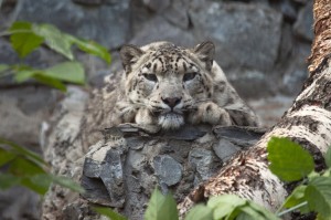 Create meme: snow leopard animal, IRBIS snow leopard, snow leopard