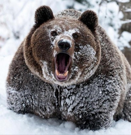 Create meme: bear bear, bear in winter, bear in the snow