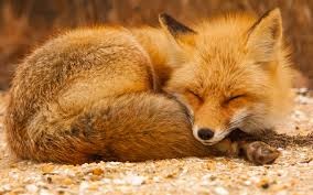 Создать мем: лиса рыжий, спящая лисичка, лиса
