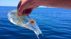 Create meme: Salpa fish, fish Salpa Maggiore, Salpa Maggiore transparent fish photo