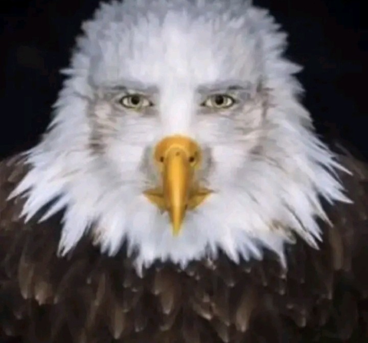 Create meme: bald eagle, bald eagle, bald eagle 