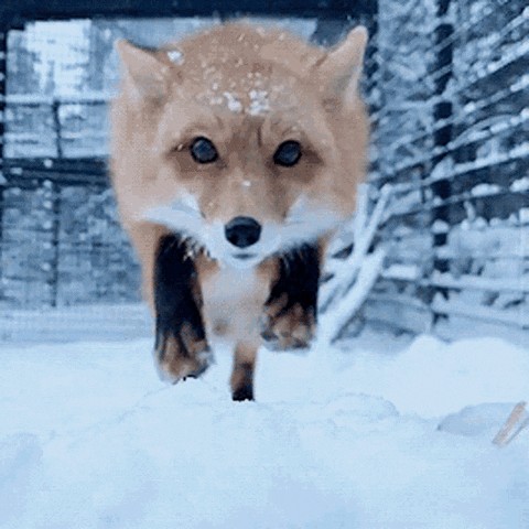 Create meme: Fox , fox gifs, fox jumps into the camera