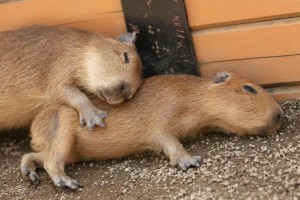 Create meme: a pet capybara, capybaras