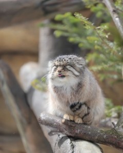 Create meme: manul, cat manul