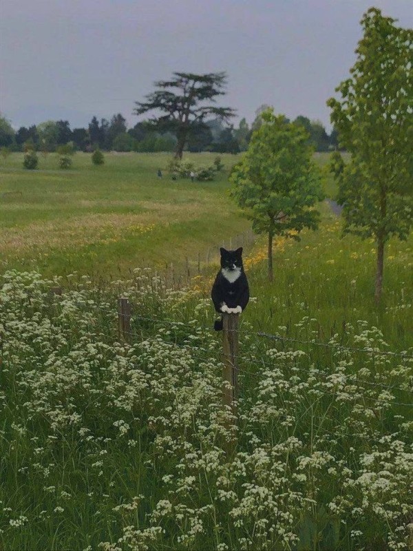 Create meme: field of cats sherpa, The cat in the field, Summer village