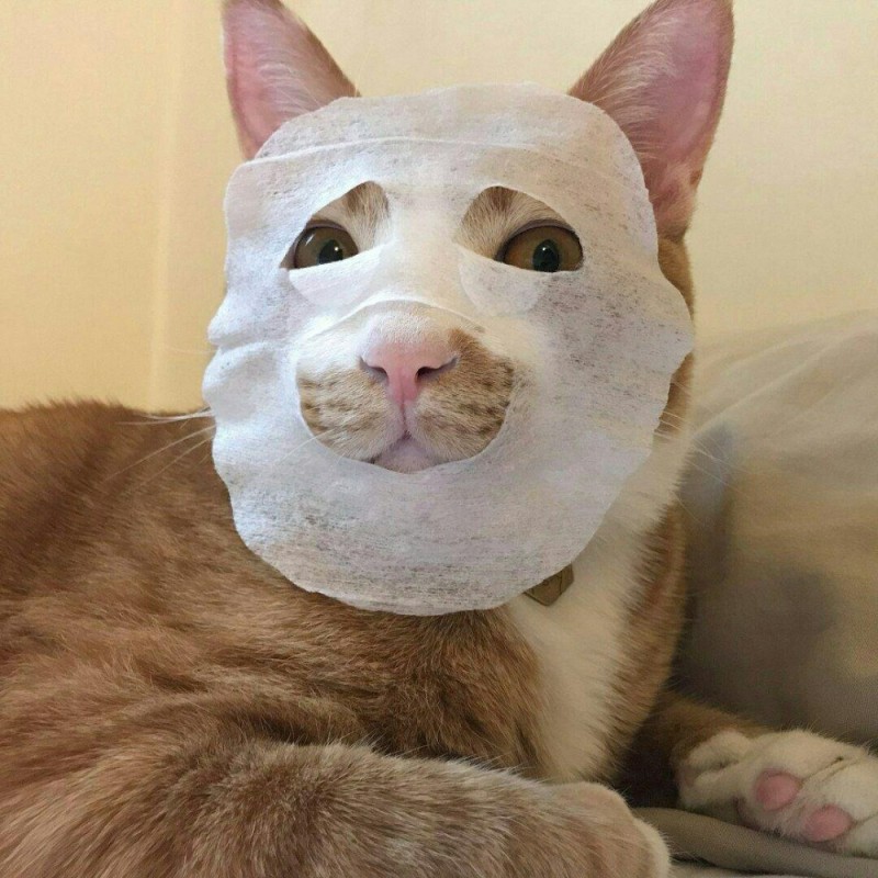 Create meme: cat mask , The cat mask, The cat mask