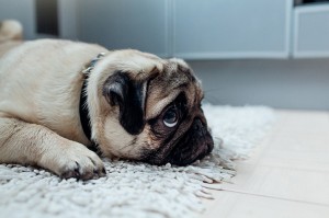 Create meme: pug pug, sad pug, breed pug