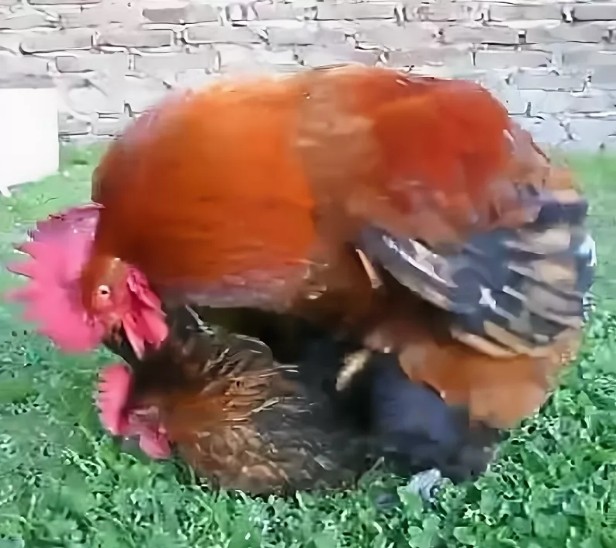 Create meme: fertilized chicken rooster, father , the rooster tramples the rooster