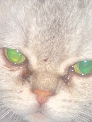 Create meme: cat , the eyes of cats, the cat's eyes are watering