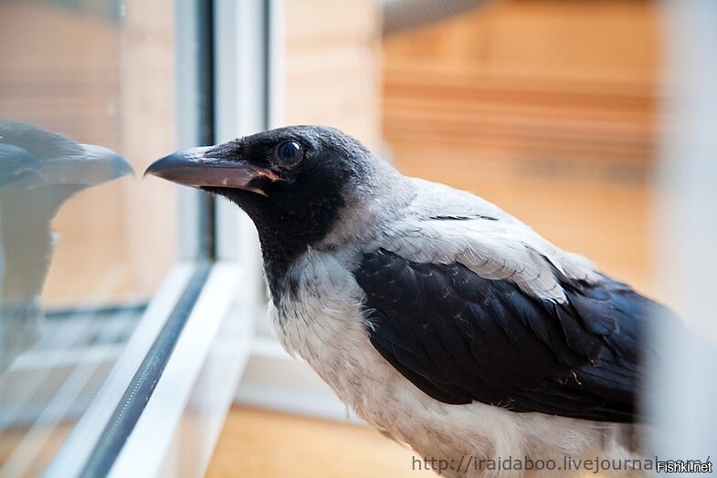 Create meme: crow grey, The black crow, A crow cawed in the window