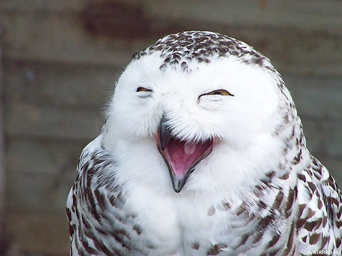 Create meme: smiling animals , funny owls, smiling owl 