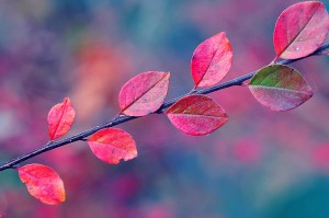 Create meme: Wallpaper desktop autumn, branch leaves, autumn pictures beautiful