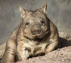 Создать мем: northern hairy-nosed wombat, экскременты вомбата, вомбат