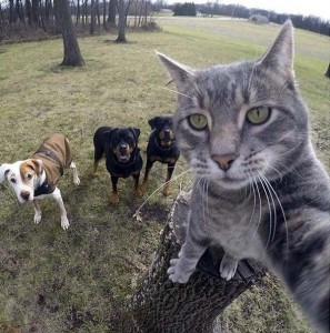 Create meme: selfie cat on the background of the dog in the picture, Manny is a self-cat, cat taking a selfie