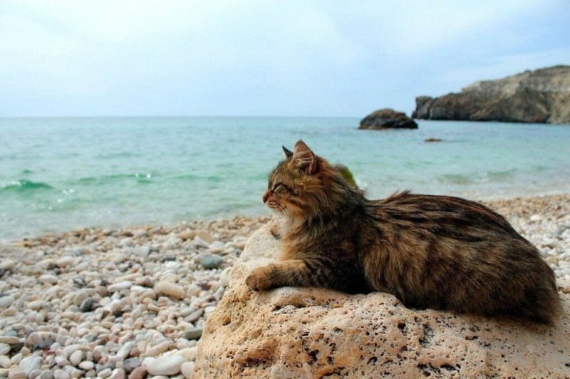 Создать мем: морская кошка, кот море, кот на пляже