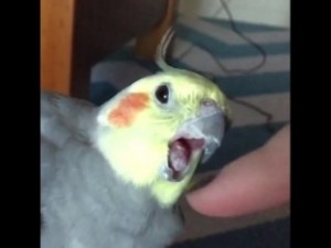 Create meme: parrot, screaming parrot, Corella parrot