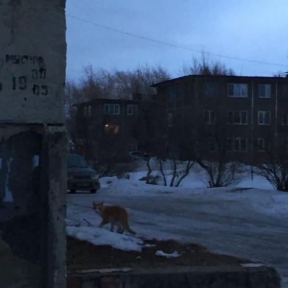 Создать мем: типичный североуральск, лиса в городе, павла баянова 1 североуральск