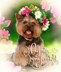 Create meme: birthday cards, postcards birthday girl with York free download, Dog