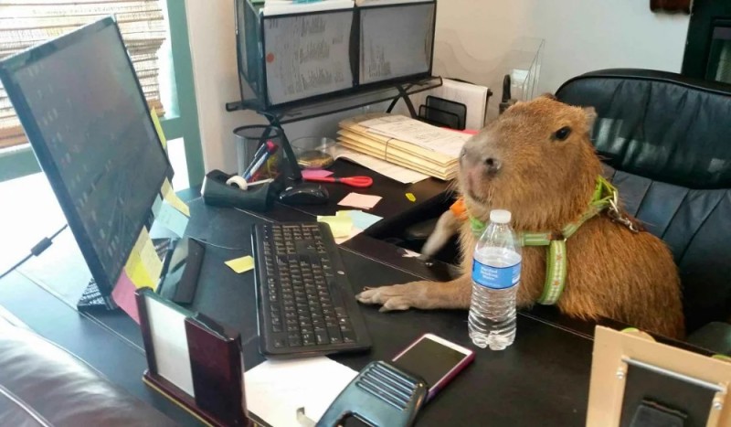 Create meme: angry capybara, funny capybara, business capybara