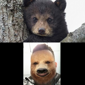Create meme: bear, baby bear, bear