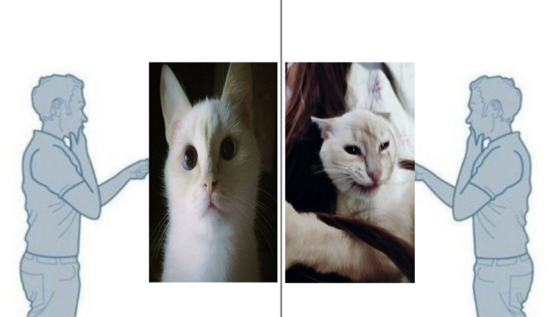 Create meme: cat , cat , cat Cao Mani