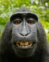 Create meme: smiling monkey, monkey, happy monkey