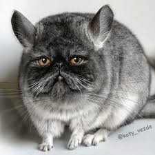 Create meme: chinchilla color, chinchillas, chinchilla grey