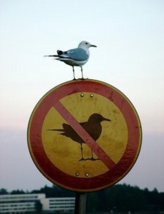 Create meme: signs, birds, Seagull sign