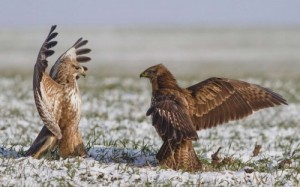 Создать мем: хищные птицы мордовии фото с названиями, хищные птицы дагестана, беркут обои