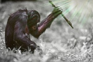 Create meme: the common chimpanzee, chimpanzee, primates