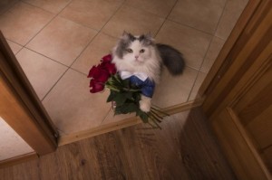 Create meme: animals with flowers pictures, a photo of a cat with a bouquet of flowers, cat and flowers