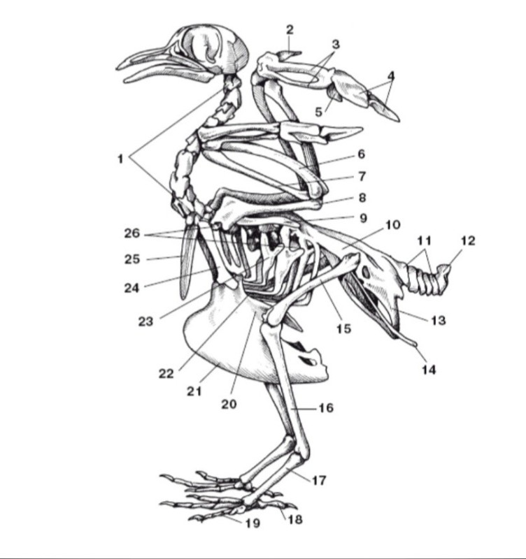 Как называются части скелета птицы обозначенные на рисунке буквами а б в г и д