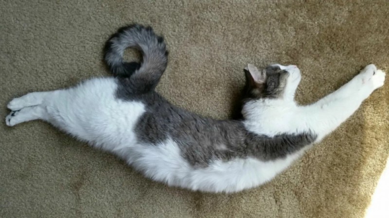 Create meme: cat , a cat lying on its back, recumbent cat