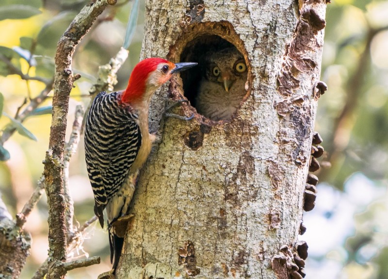 Create meme: bird woodpecker, woodpecker 's hollow, woodpecker 