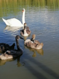 Create meme: Swan, swans on the lake