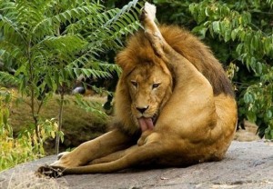 Create meme: the cat licks the eggs samolyk))), Leo licks balls meme, the lion licks your balls
