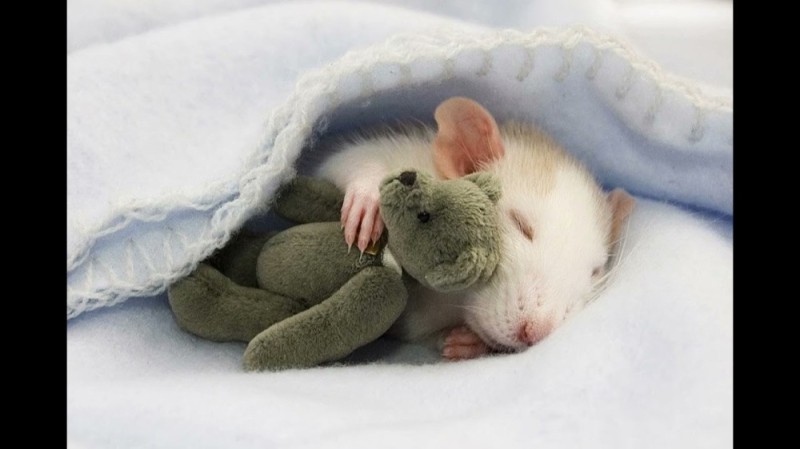 Create meme: cute little mice, mouse sweetheart, cute rat