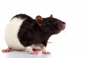 Создать мем: мыши крысы, мышь, лабораторные животные