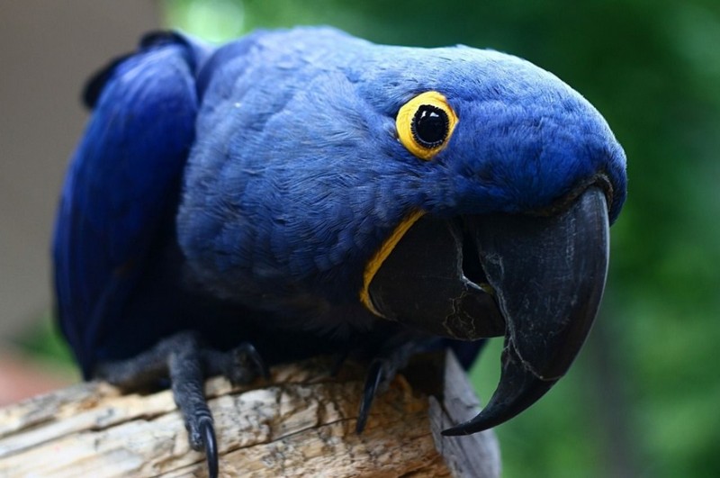 Create meme: macaw parrot, blue macaw, blue parrot