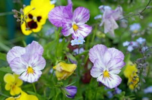 Create meme: forget me not, meadow, pansy