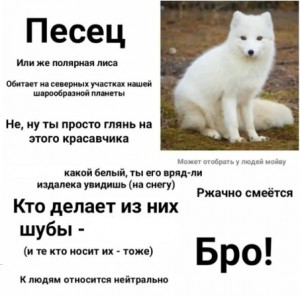 Создать мем: песец белый, животные тундры песец рассказ, россия песец мем
