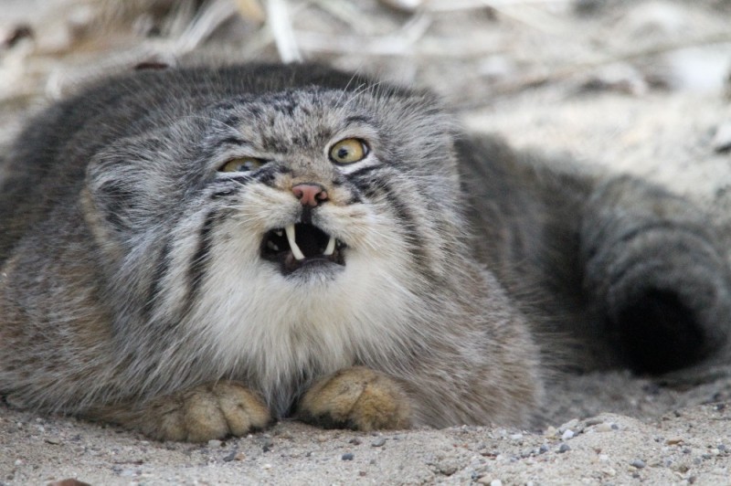 Create meme: manul, animal , mountain cat manul, wild cat manul