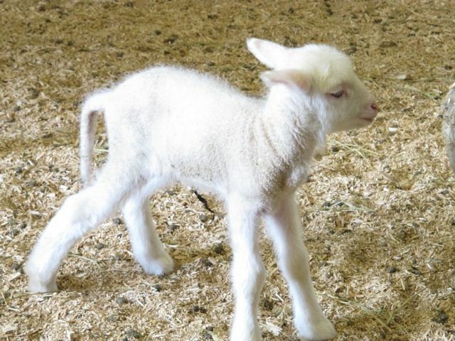 Create meme: little lambs, The kid is small, the lamb is small