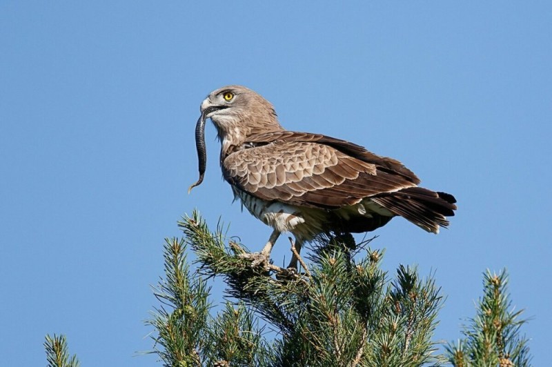 Create meme: brown snake, The serpentine eagle, snake bird