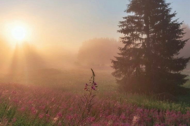 Create meme: Good morning dawn, The dawn of summer, Ivan chai field